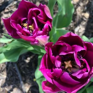 Meet your Posher, Meagan